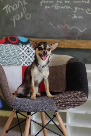 Cheeko, the classroom chihuahua at Meraki Montessori School in Silverdale, Auckland